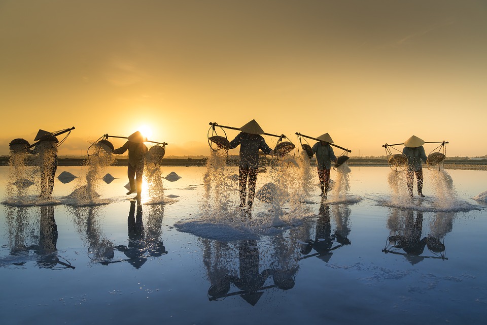 salt-harvesting-Vietnam